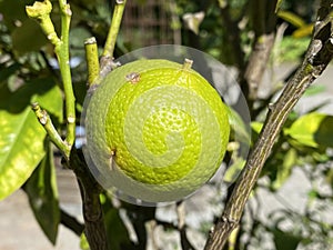 Fruits of the Bergamot Orange / Citrus Ãâ limon, syn. Citrus bergamia / Bergamotte, ZitrusfrÃÂ¼chte / Zitrusfruechte / Bergamote